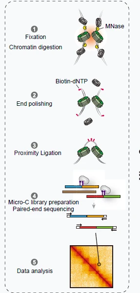 Micro-C process.png