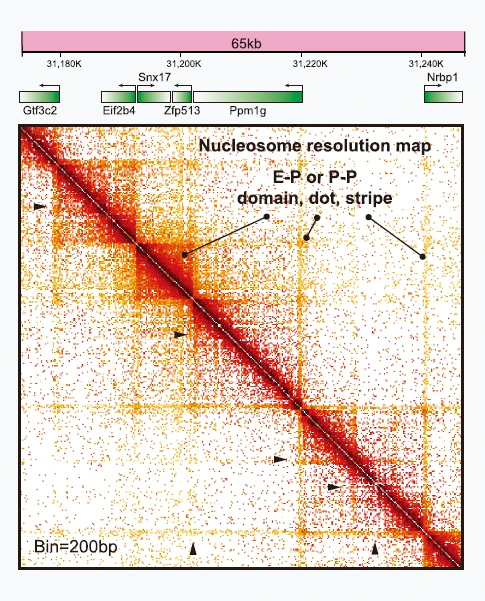Micro-C heatmap.png