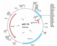 OIP-C.jpg